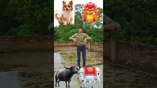 gay bhains kutta Sher batao jungle ka raja kaun hai cow buffalo dog lion funny effects magic video [upl. by Eeuqram]