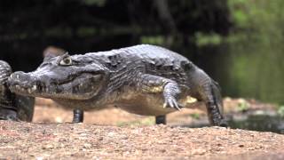 CAIMAN  JACARÉDOPANTANAL  ALLIGATORIDAE [upl. by Nnylrats]