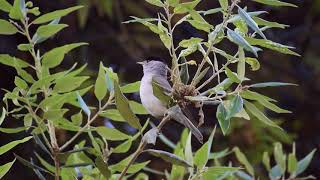 Capinera Maschio Sylvia atricapilla [upl. by Jacobs]