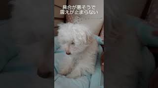 【犬、ワクチンアレルギー】8種混合ワクチン 突然の副反応、愛犬の対策 shorts [upl. by Attehcnoc]