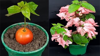 How to grow Mussaenda plant from cutting using tomato [upl. by Buatti764]