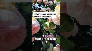 CÓMO tener ROSAS SALUDABLES y HERMOSAS 3 TIPS infalibles rosas plantasornamentales [upl. by Landon]