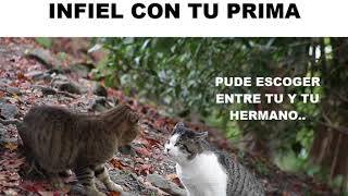 PELEA DE GATOS POR INFIDELIDAD JAJAJA  GATOS  2018 [upl. by Notsnhoj863]