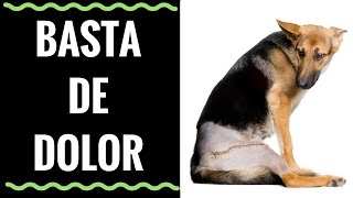 🛑Un ANTIINFLAMATORIO para PERROS Muy EFECTIVO⏩DESCUBRE Cómo TERMINAR con el Dolor de tu PERRO✅ [upl. by Nadnerb]