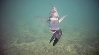 Moule de Marseille  pêche à la daurade [upl. by Nepsa]