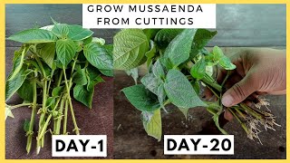 How To Grow Mussaenda From Cuttings  Hindi [upl. by Adalheid]