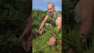 Abundant Tormentil potentilla erecta nativeplants explore foraging herbs permaculture [upl. by Haissem]