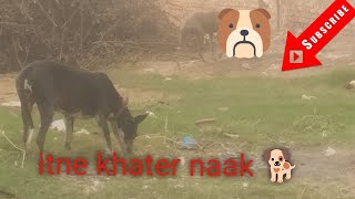 itne khater naak 🐕🐶 [upl. by Annid]