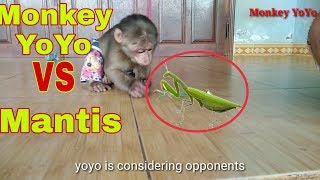 Monkey Baby Yoyo  YoYos reaction when he sees the mantis [upl. by Piggy]