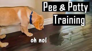 How to Pee and Potty Train your Puppy at Home  How I Did it You will Thank Me for This [upl. by Mitzie]