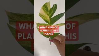 Variegation leaf identity please florgardengoddess florgenargue growingwithflor viral shorts [upl. by Chace385]