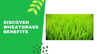 Discover Wheatgrass Benefits [upl. by Franci248]