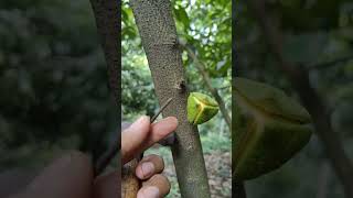 Explotara de frutos tu árbol de Guanabana al Caparlo plantas huerto guanabana [upl. by Inaluiak]