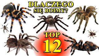 12 Największych PAJĄKÓW Świata  Dlaczego Się Boimy  Arachnofobia🕷 [upl. by Allen425]