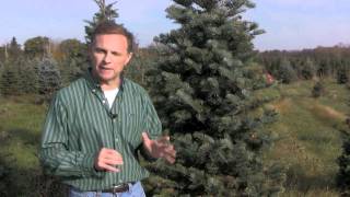 Christmas Tree Species Concolor Fir [upl. by Mcdade]