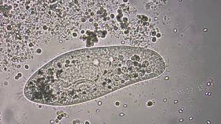 Paramecium under the microscope [upl. by Teador]