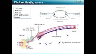 DNA b2 DNA replicatie [upl. by Macy]