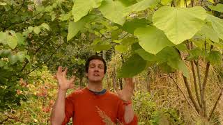 Pollarding the Indian bean tree [upl. by Buddy]