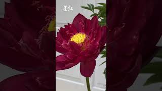 My Lotus Garden Dark Red 墨红；2024 [upl. by Adnoval502]