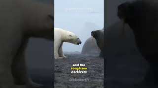 Epic Battle Polar Bear vs Walrus  About Animals [upl. by Alwin]