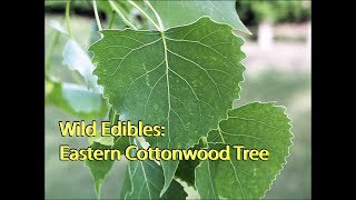 Wild Edibles Eastern Cottonwood Tree [upl. by Zamora]