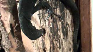 Forelimbassisted extractive foraging in the black tree monitor Varanus beccarii [upl. by Chema313]