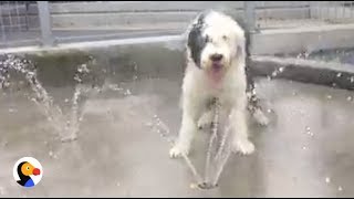 Sheepdog Puppy Plays in Sprinkler for the First Time  The Dodo LIVE [upl. by Giuseppe]