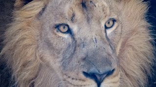 Asian Lions Roaring at Assiniboine Park Zoo Dec 515 [upl. by Jesh]