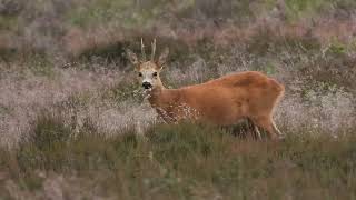 Reebok bij het wildscherm in Vaassen Kroondomeinen Veluwe [upl. by Janene]