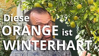 Diese ORANGE ist WINTERHART [upl. by Everest]