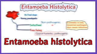 Entamoeba histolytica life cycle  morphology  Laboraotry diagnosis  full explained [upl. by Enneirdna895]