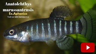 Yerli ve Milli Killifishlerimiz Anatolichthys exAphanius marassantensis [upl. by Benita]