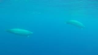 First underwater video of True´s beaked whales [upl. by Shenan]