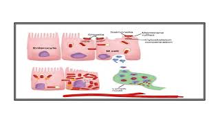 Salmonellosis Video No 347 [upl. by Adlesirc]