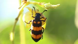 Blister beetle [upl. by Krystal]