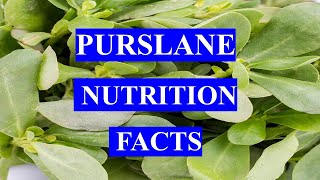 PURSLANE  HEALTH BENEFITS AND NUTRITION FACTS [upl. by Odnamra]