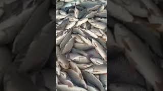 Village farming fish harvest😳😳fishing shorts viralshorts [upl. by Mallina971]