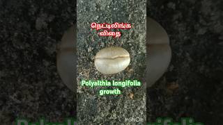 நெட்டிலிங்க மரம்🌲polyalthia longifolia shortsfeed shorts seed tree [upl. by Demetria]