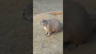 Prairie dogs live in quottownsquot naturepbs prairiedogs animalshorts wildlife [upl. by Aromat188]