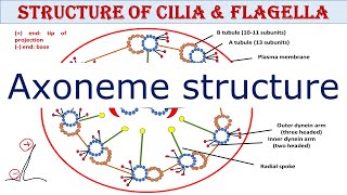 Cilia and Flagella Biology Lecture  Sabaqpk [upl. by Lucilia]