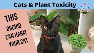 Cats and Orchids 4 Levels of Toxic Plants [upl. by Retsae70]