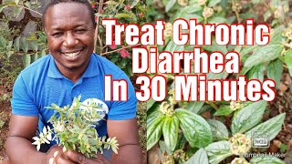 How To Treat Chronic Diarrhea With Local Herb Called Euphorbia Hirta [upl. by Yblok761]