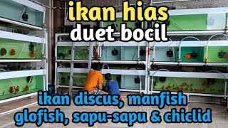 duet bocil ngonten ikan hias kesayangannya ikan discus ikan manfish amp ikan glowfish [upl. by Iew]