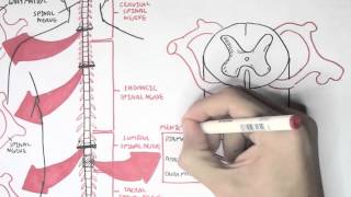 Neurology  Spinal Cord Introduction [upl. by Vokaay]