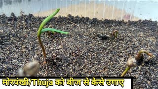 Growing Thuja Morpankhi  Vidya From Seeds with update in Hindi [upl. by Ecinna]