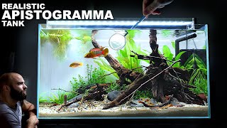 Real Look Apistogramma Aquarium 60cm Aquascape Tutorial w Orange Venezuelan Corydoras 4K [upl. by Suhail]