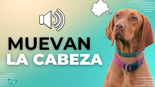 Sonidos para Perros Para Que Muevan la Cabeza  Ruidos y Effectos [upl. by Iruy]