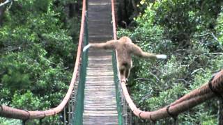 Gibbon on the Monkeyland bridge [upl. by Anyt]