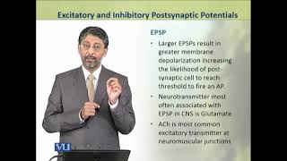 Excitatory and Inhibitory Postsynaptic Potentials  Physiology Theory  ZOO519TTopic021 [upl. by Katinka]