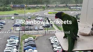 Rainbow Lorikeets at Home Campbelltown Australia [upl. by Yattirb]